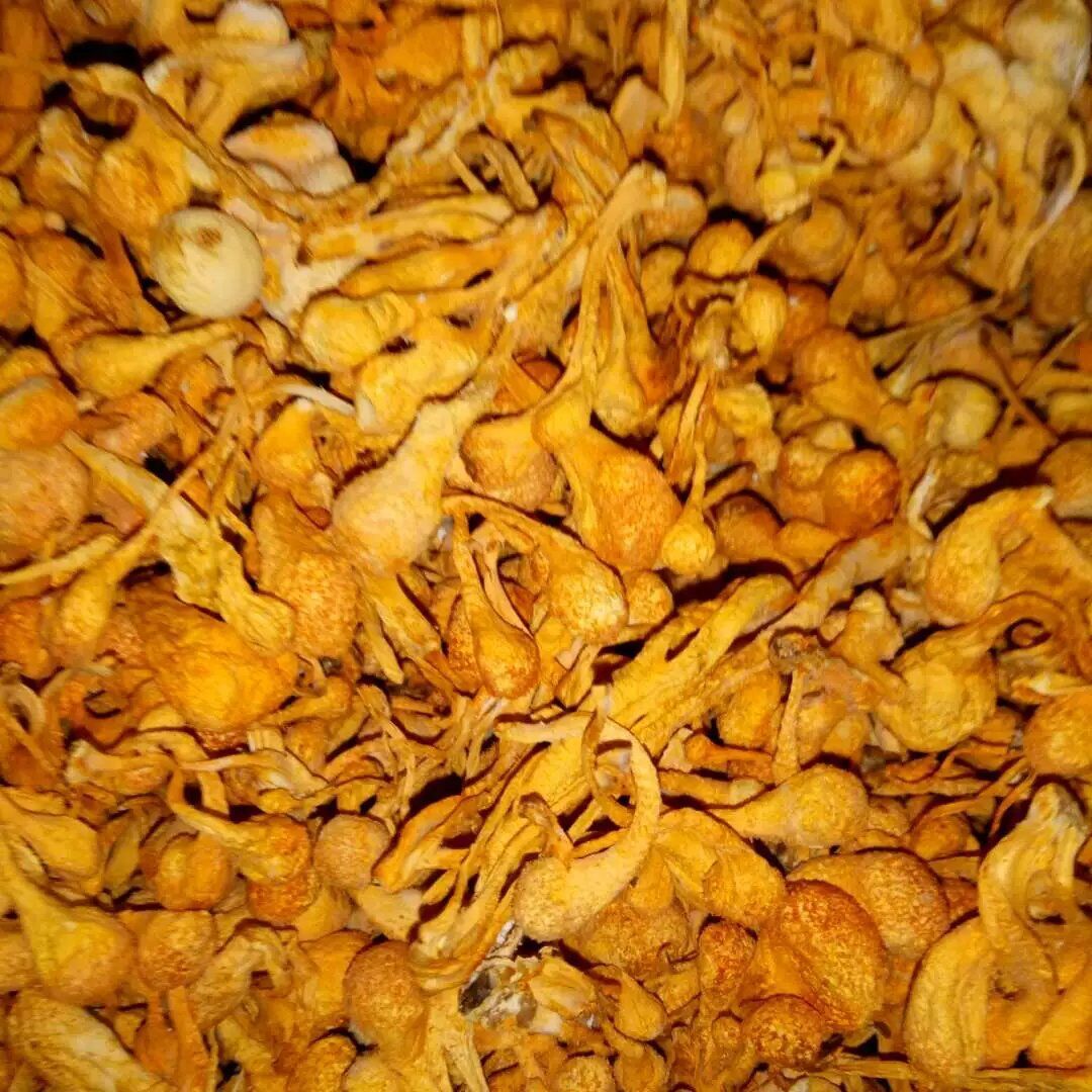 蟲草花與金蟲草 食用菌干貨批發(fā)指南