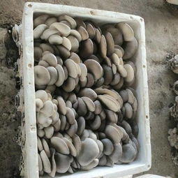 惠農網 連接農產品批發采購與供應的價格透明化平臺